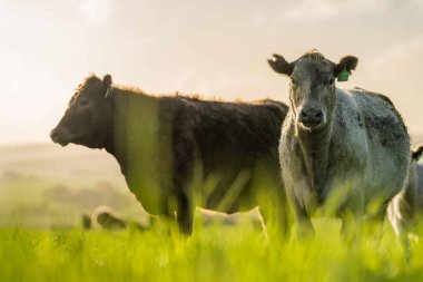 Aygır Angus, wagyu, Murray Grey, Süt ve sığır İnekleri ve bir tarlada otlayan boğalar. Avustralya 'da bir tarım çiftliğinde yetiştirilen hayvanlar organik ve serbest..
