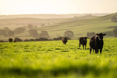 Aygır Angus, wagyu, Murray Grey, Süt ve sığır İnekleri ve bir tarlada otlayan boğalar. Avustralya 'da bir tarım çiftliğinde yetiştirilen hayvanlar organik ve serbest..