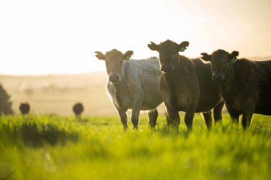 Aygır Angus, wagyu, Murray Grey, Süt ve sığır İnekleri ve bir tarlada otlayan boğalar. Avustralya 'da bir tarım çiftliğinde yetiştirilen hayvanlar organik ve serbest..