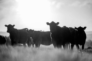 Aygır Angus, wagyu, Murray Grey, Süt ve sığır İnekleri ve bir tarlada otlayan boğalar. Avustralya 'da bir tarım çiftliğinde yetiştirilen hayvanlar organik ve serbest..