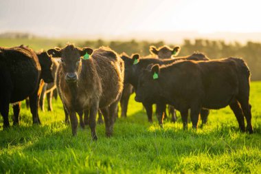 Aygır Angus, wagyu, Murray Grey, Süt ve sığır İnekleri ve bir tarlada otlayan boğalar. Avustralya 'da bir tarım çiftliğinde yetiştirilen hayvanlar organik ve serbest..