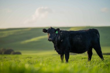 Aygır Angus, wagyu, Murray Grey, Süt ve sığır İnekleri ve bir tarlada otlayan boğalar. Avustralya 'da bir tarım çiftliğinde yetiştirilen hayvanlar organik ve serbest..