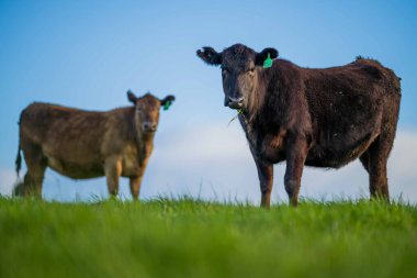 Aygır Angus, wagyu, Murray Grey, Süt ve sığır İnekleri ve bir tarlada otlayan boğalar. Avustralya 'da bir tarım çiftliğinde yetiştirilen hayvanlar organik ve serbest..