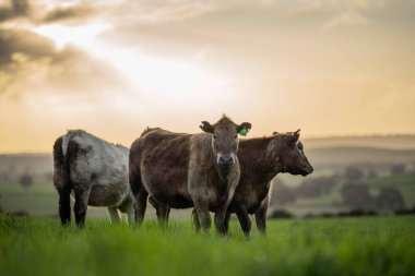 Aygır Angus, wagyu, Murray Grey, Süt ve sığır İnekleri ve bir tarlada otlayan boğalar. Avustralya 'da bir tarım çiftliğinde yetiştirilen hayvanlar organik ve serbest..