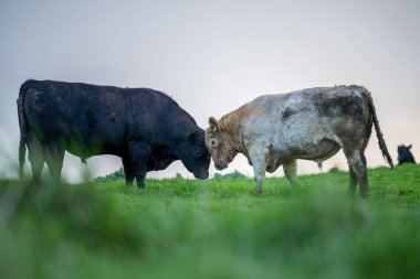 Aygır Angus, wagyu, Murray Grey, Süt ve sığır İnekleri ve bir tarlada otlayan boğalar. Avustralya 'da bir tarım çiftliğinde yetiştirilen hayvanlar organik ve serbest..