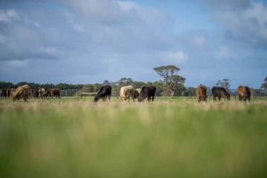 Aygır Angus, wagyu, Murray Grey, Süt ve sığır İnekleri ve bir tarlada otlayan boğalar. Avustralya 'da bir tarım çiftliğinde yetiştirilen hayvanlar organik ve serbest..