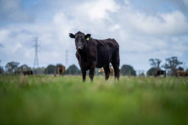 Aygır Angus, wagyu, Murray Grey, Süt ve sığır İnekleri ve bir tarlada otlayan boğalar. Avustralya 'da bir tarım çiftliğinde yetiştirilen hayvanlar organik ve serbest..