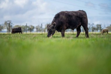 Aygır Angus, wagyu, Murray Grey, Süt ve sığır İnekleri ve bir tarlada otlayan boğalar. Avustralya 'da bir tarım çiftliğinde yetiştirilen hayvanlar organik ve serbest..