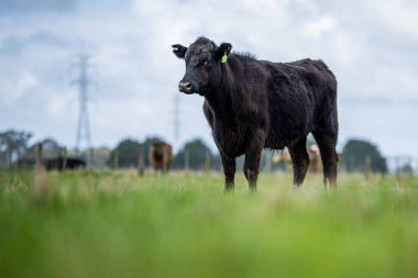Aygır Angus, wagyu, Murray Grey, Süt ve sığır İnekleri ve bir tarlada otlayan boğalar. Avustralya 'da bir tarım çiftliğinde yetiştirilen hayvanlar organik ve serbest..