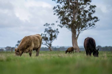 Aygır Angus, wagyu, Murray Grey, Süt ve sığır İnekleri ve bir tarlada otlayan boğalar. Avustralya 'da bir tarım çiftliğinde yetiştirilen hayvanlar organik ve serbest..