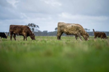 Aygır Angus, wagyu, Murray Grey, Süt ve sığır İnekleri ve bir tarlada otlayan boğalar. Avustralya 'da bir tarım çiftliğinde yetiştirilen hayvanlar organik ve serbest..