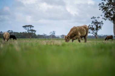 Aygır Angus, wagyu, Murray Grey, Süt ve sığır İnekleri ve bir tarlada otlayan boğalar. Avustralya 'da bir tarım çiftliğinde yetiştirilen hayvanlar organik ve serbest..
