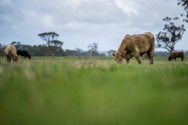 Aygır Angus, wagyu, Murray Grey, Süt ve sığır İnekleri ve bir tarlada otlayan boğalar. Avustralya 'da bir tarım çiftliğinde yetiştirilen hayvanlar organik ve serbest..