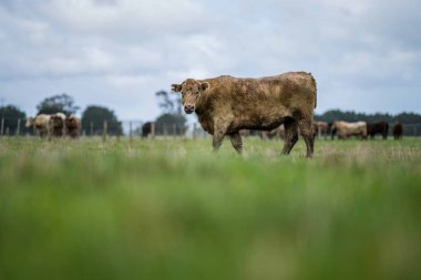 Aygır Angus, wagyu, Murray Grey, Süt ve sığır İnekleri ve bir tarlada otlayan boğalar. Avustralya 'da bir tarım çiftliğinde yetiştirilen hayvanlar organik ve serbest..