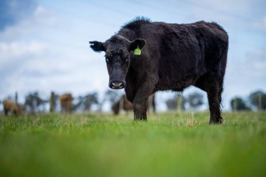 Aygır Angus, wagyu, Murray Grey, Süt ve sığır İnekleri ve bir tarlada otlayan boğalar. Avustralya 'da bir tarım çiftliğinde yetiştirilen hayvanlar organik ve serbest..