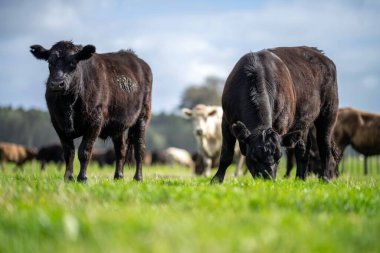 Aygır Angus, wagyu, Murray Grey, Süt ve sığır İnekleri ve bir tarlada otlayan boğalar. Avustralya 'da bir tarım çiftliğinde yetiştirilen hayvanlar organik ve serbest..