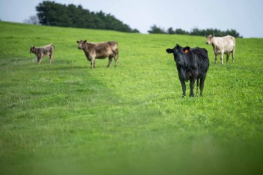 Aygır Angus, wagyu, Murray Grey, Süt ve sığır İnekleri ve bir tarlada otlayan boğalar. Avustralya 'da bir tarım çiftliğinde yetiştirilen hayvanlar organik ve serbest..