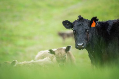 Aygır Angus, wagyu, Murray Grey, Süt ve sığır İnekleri ve bir tarlada otlayan boğalar. Avustralya 'da bir tarım çiftliğinde yetiştirilen hayvanlar organik ve serbest..