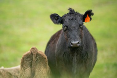 Aygır Angus, wagyu, Murray Grey, Süt ve sığır İnekleri ve bir tarlada otlayan boğalar. Avustralya 'da bir tarım çiftliğinde yetiştirilen hayvanlar organik ve serbest..