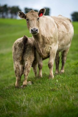 Aygır Angus, wagyu, Murray Grey, Süt ve sığır İnekleri ve bir tarlada otlayan boğalar. Avustralya 'da bir tarım çiftliğinde yetiştirilen hayvanlar organik ve serbest..