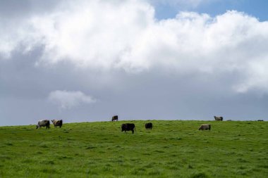 Aygır Angus, wagyu, Murray Grey, Süt ve sığır İnekleri ve bir tarlada otlayan boğalar. Avustralya 'da bir tarım çiftliğinde yetiştirilen hayvanlar organik ve serbest..