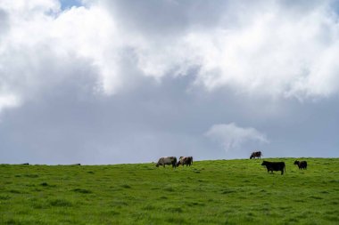 Aygır Angus, wagyu, Murray Grey, Süt ve sığır İnekleri ve bir tarlada otlayan boğalar. Avustralya 'da bir tarım çiftliğinde yetiştirilen hayvanlar organik ve serbest..