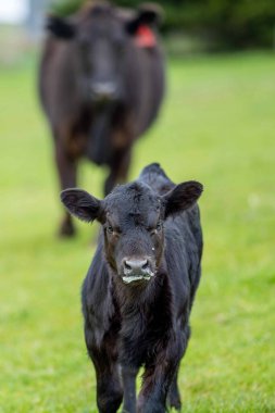 Aygır Angus, wagyu, Murray Grey, Süt ve sığır İnekleri ve bir tarlada otlayan boğalar. Avustralya 'da bir tarım çiftliğinde yetiştirilen hayvanlar organik ve serbest..