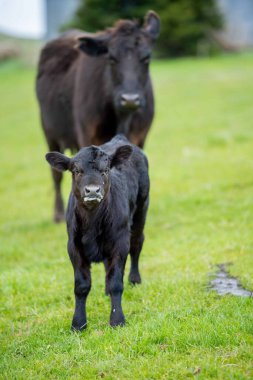 Aygır Angus, wagyu, Murray Grey, Süt ve sığır İnekleri ve bir tarlada otlayan boğalar. Avustralya 'da bir tarım çiftliğinde yetiştirilen hayvanlar organik ve serbest..