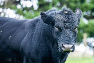 Avustralya 'da yeşil çimlerde otlayan damızlık sığır ve boğalar benekli park, Murray Grey, Angus ve Brangus' u kapsar..