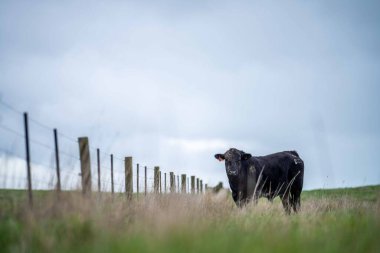 Avustralya 'da yeşil çimlerde otlayan damızlık sığır ve boğalar benekli park, Murray Grey, Angus ve Brangus' u kapsar..