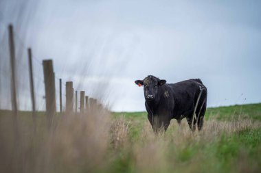 Avustralya 'da yeşil çimlerde otlayan damızlık sığır ve boğalar benekli park, Murray Grey, Angus ve Brangus' u kapsar..