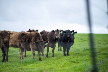 Avustralya 'da yeşil çimlerde otlayan damızlık sığır ve boğalar benekli park, Murray Grey, Angus ve Brangus' u kapsar..