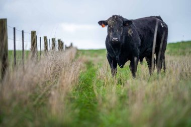 Avustralya 'da yeşil çimlerde otlayan damızlık sığır ve boğalar benekli park, Murray Grey, Angus ve Brangus' u kapsar..
