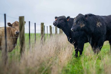 Avustralya 'da yeşil çimlerde otlayan damızlık sığır ve boğalar benekli park, Murray Grey, Angus ve Brangus' u kapsar..
