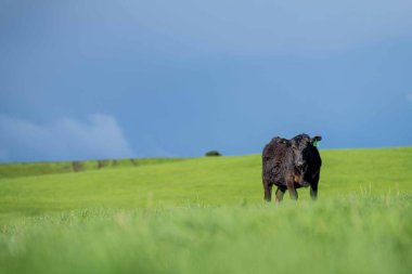 Avustralya 'da yeşil çimlerde otlayan damızlık sığır ve boğalar benekli park, Murray Grey, Angus ve Brangus' u kapsar..
