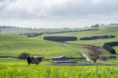 Avustralya 'da yeşil çimlerde otlayan damızlık sığır ve boğalar benekli park, Murray Grey, Angus ve Brangus' u kapsar..