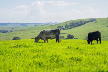 Aygır Angus, wagyu, Murray Grey, Süt Ürünleri ve Sığır İnekleri ve Çim ve Pasuture otlayan Boğalar. Avustralya 'da bir tarım çiftliğinde yetiştirilen hayvanlar organik ve serbest..