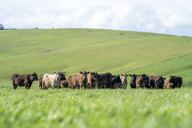 Aygır Angus, wagyu, Murray Grey, Süt Ürünleri ve Sığır İnekleri ve Çim ve Pasuture otlayan Boğalar. Avustralya 'da bir tarım çiftliğinde yetiştirilen hayvanlar organik ve serbest..
