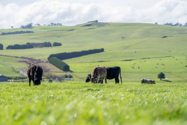 Aygır Angus, wagyu, Murray Grey, Süt Ürünleri ve Sığır İnekleri ve Çim ve Pasuture otlayan Boğalar. Avustralya 'da bir tarım çiftliğinde yetiştirilen hayvanlar organik ve serbest..