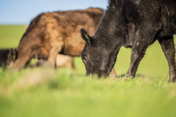 Aygır Angus, wagyu, Murray Grey, Süt Ürünleri ve Sığır İnekleri ve Çim ve Pasuture otlayan Boğalar. Avustralya 'da bir tarım çiftliğinde yetiştirilen hayvanlar organik ve serbest..