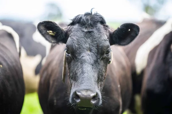 Stud Angus Wagyu Murray Grey Lácteos Carne Vacuno Vacas Toros — Foto de Stock