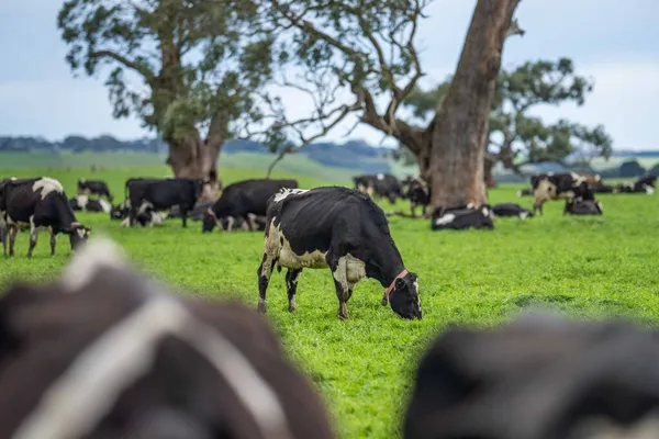 Stud Angus Wagyu Murray Cinza Laticínios Vaca Vacas Touros Pastando — Fotografia de Stock