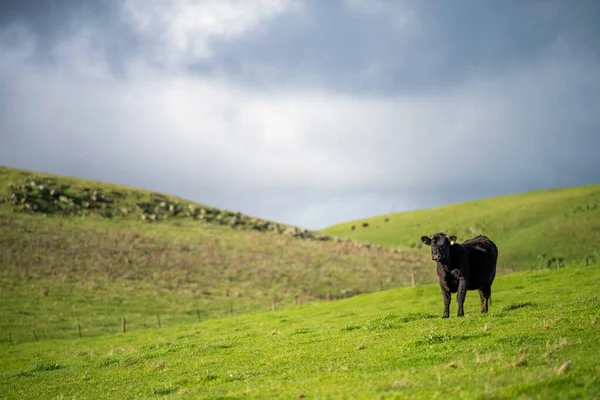 Stud Angus Wagyu Murray Grey Lácteos Carne Vacuno Vacas Toros —  Fotos de Stock