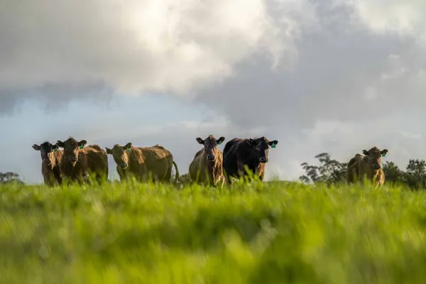 Stud Angus Wagyu Murray Grey Dairy Beef Koeien Stieren Grazen — Stockfoto