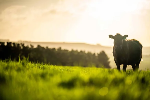 Aygır Angus, wagyu, Murray Grey, Süt ve sığır İnekleri ve bir tarlada otlayan boğalar. Avustralya 'da bir tarım çiftliğinde yetiştirilen hayvanlar organik ve serbest..