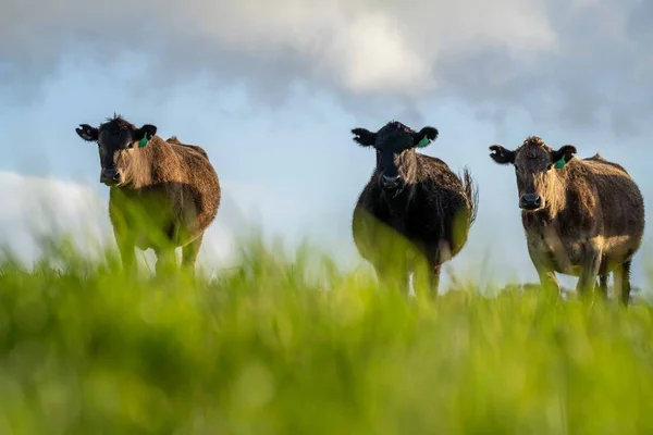 Stud Angus Wagyu Murray Grey Lait Boeuf Vaches Taureaux Broutant — Photo