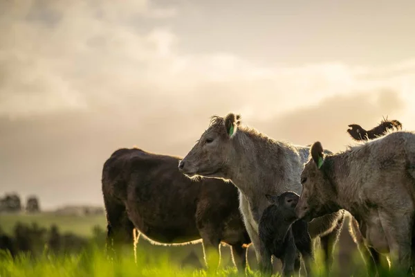 Hřebec Angus Wagyu Murray Grey Mléčné Hovězí Krávy Býci Pasoucí — Stock fotografie