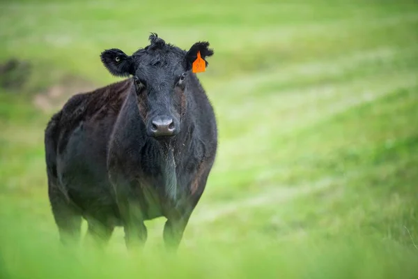 Stud Angus Wagyu Murray Grey Lácteos Carne Vacuno Vacas Toros — Foto de Stock