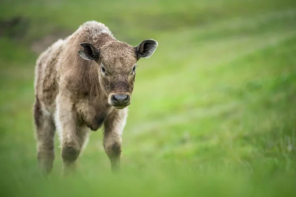 スタッド アンガス マレー グレイ 酪農牛 牛が畑の草や牧草地で放牧されています オーストラリアの農業農場で栽培されています — ストック写真