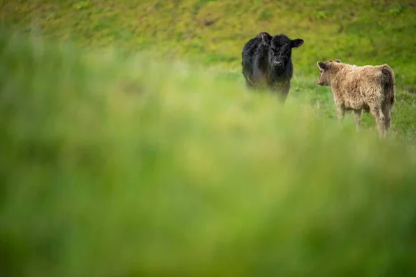 Stud Angus Wagyu Murray Grey Lácteos Carne Vacuno Vacas Toros —  Fotos de Stock